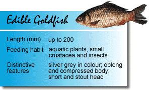 Edible Goldfish.
