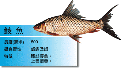 鯪魚