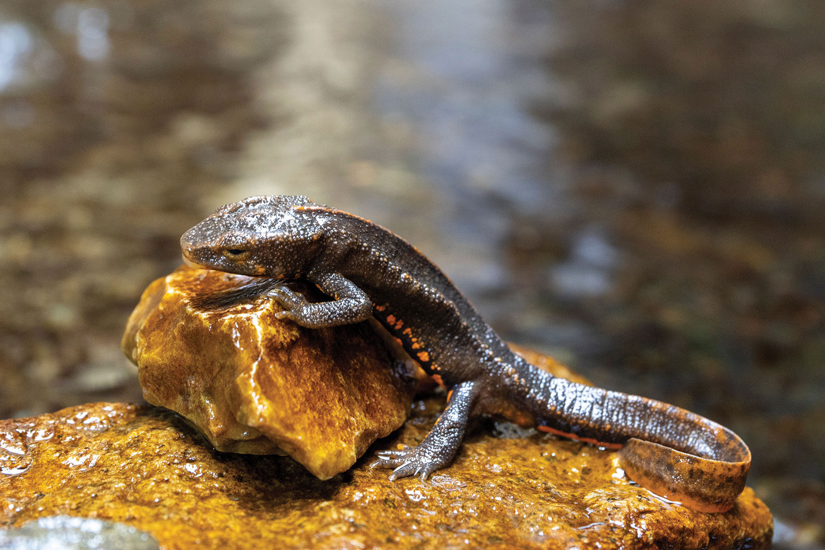 Hong Kong Newts prefer to live in streams with clear water