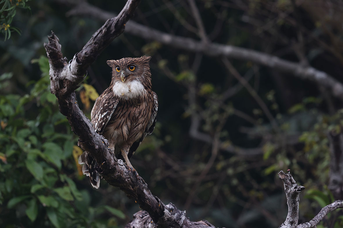 The habitat around the reservoirs nurtures biodiversity. This photograph features the Brown Fish Owl, which is a large species of owl and a native resident bird.