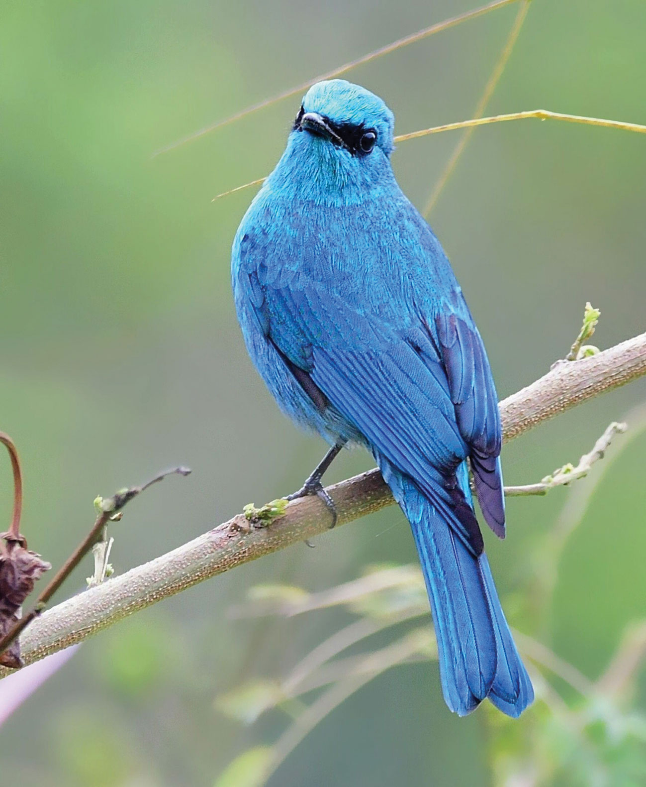 The Verditer Flycatcher, a rare Hong Kong winter visitor, was photographed at Shing Mun Reservoir in winter.