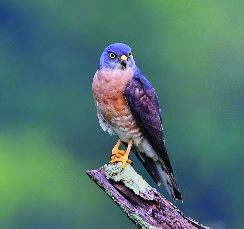 The Chinese Sparrowhawk, a common passage migrant, was photographed on an early spring morning at Tsing Tam Irrigation Reservoir.