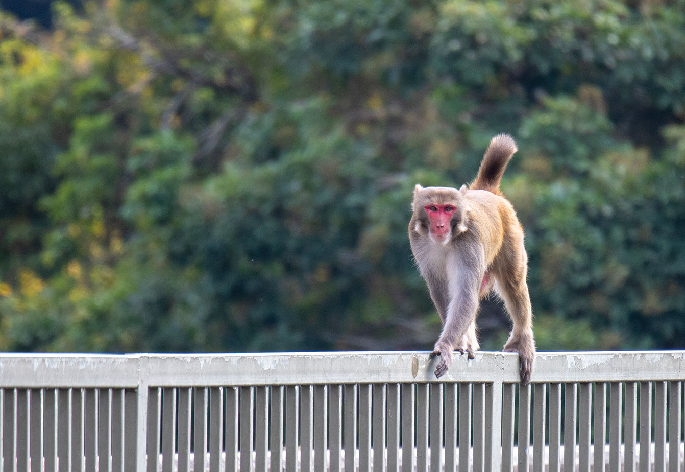 The Kowloon Reservoir is located in the Kam Shan Country Park. The area is commonly referred to as "Monkey Hill." Monkeys are frequently seen and the public should not feed them.