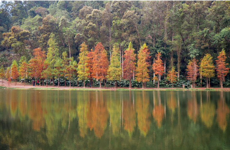 Lau Shui Heung Reservoir is one of the most popular places to enjoy the changing colours of Hong Kong’s autumn leaves.