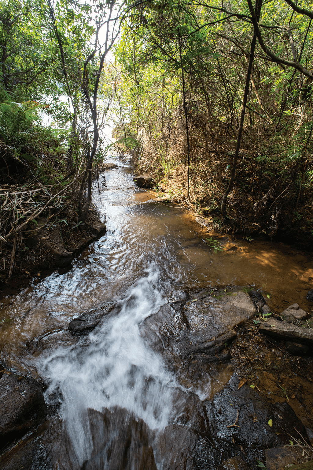 A stream flowing into Kowloon Reservoir