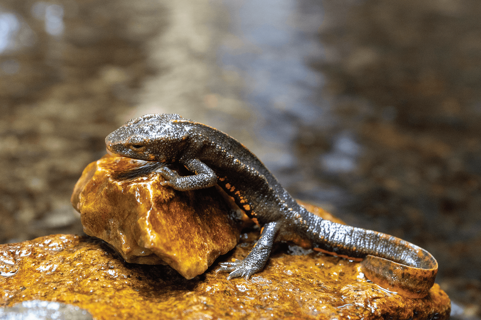 Hong Kong Newts prefer to live in streams with clear water