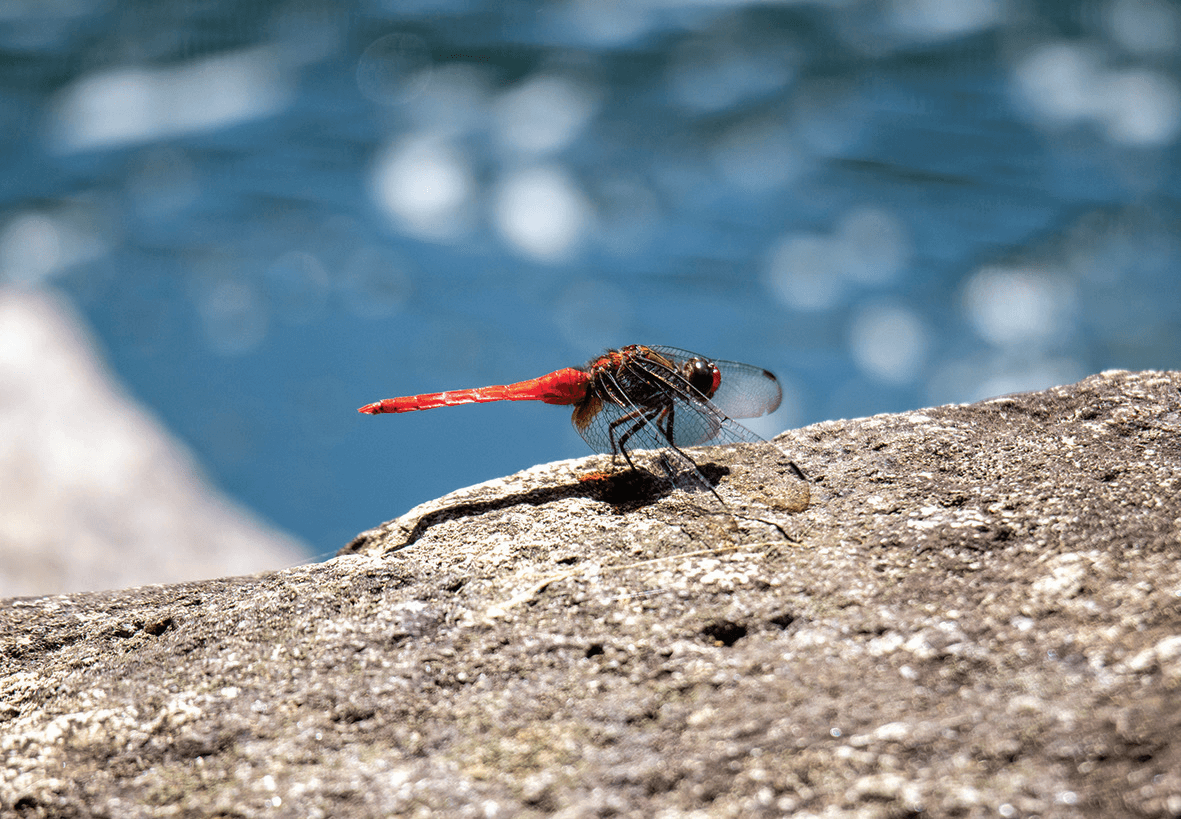 This photograph of a Red-faced Skimmer was taken around the Hok Tau Irrigation Reservoir.