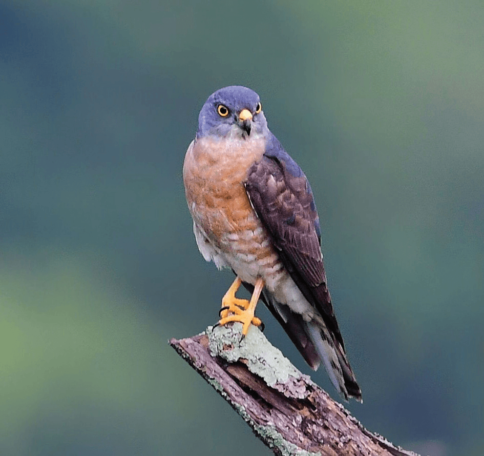 The Chinese Sparrowhawk, a common passage migrant, was photographed on an early spring morning at Tsing Tam Irrigation Reservoir.