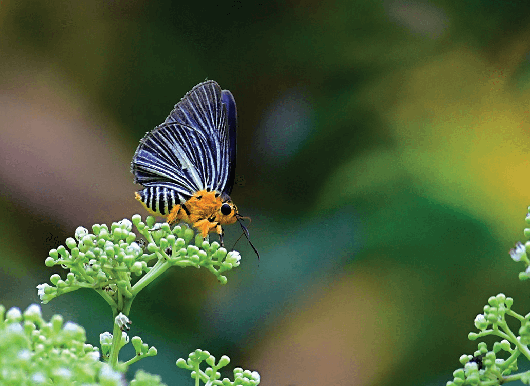 A Pale Awlet can be seen in the summer, they are mostly active in the early morning and late afternoon.