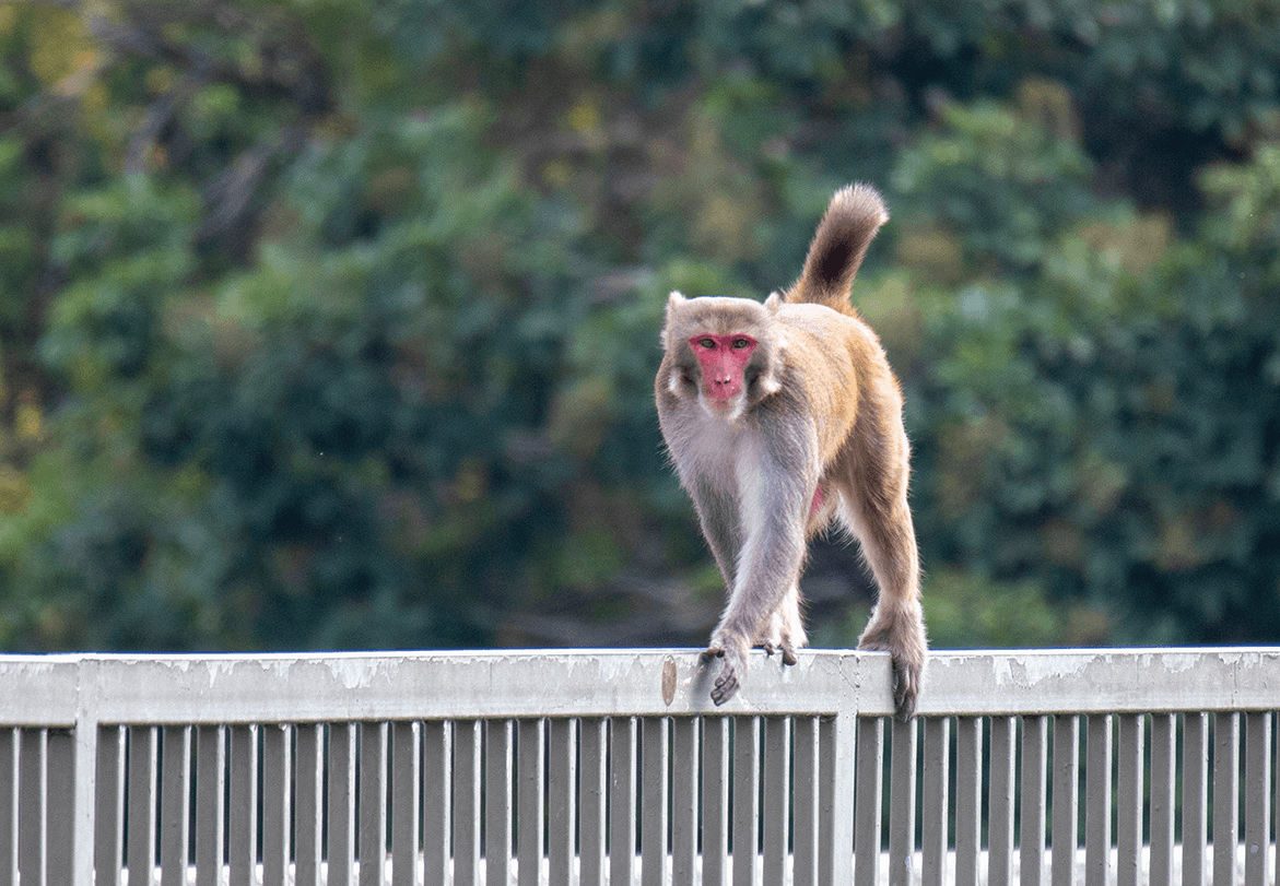 The Kowloon Reservoir is located in the Kam Shan Country Park. The area is commonly referred to as "Monkey Hill." Monkeys are frequently seen and the public should not feed them.