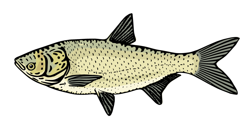 Silver Carp