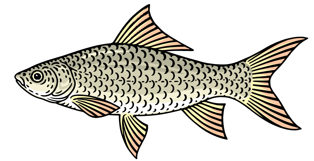 Mud Carp