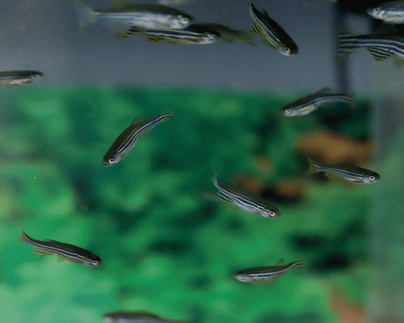 The high-speed camera records and analyses the movement of zebrafish 24 hours a day to monitor the quality of raw water