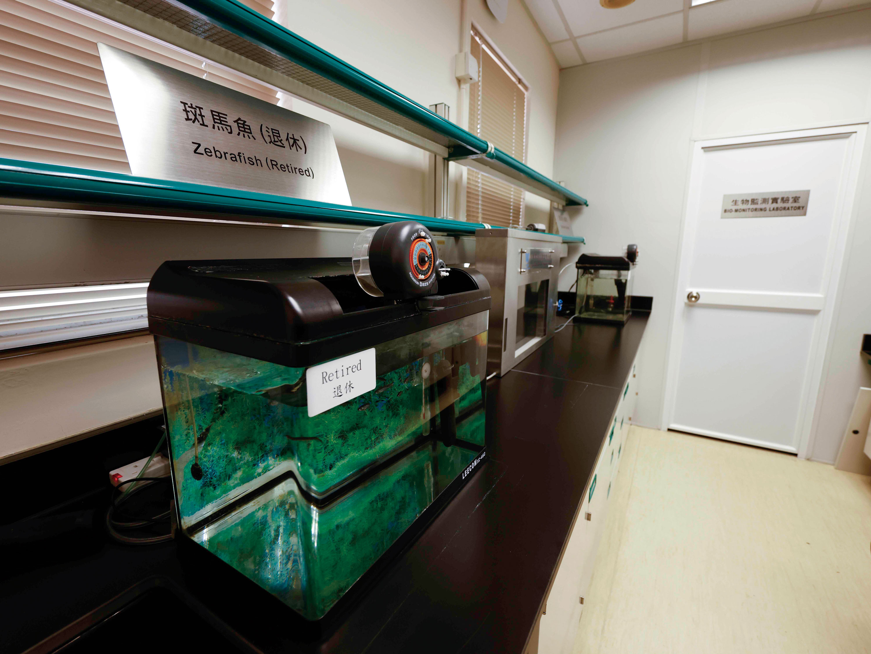 The zebrafish are retired after one month of service