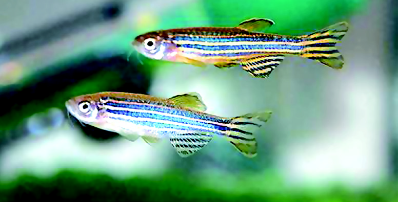 Zebrafish Method to Detect Abnormalities in Raw Wate