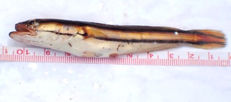 Indonesian Snakehead