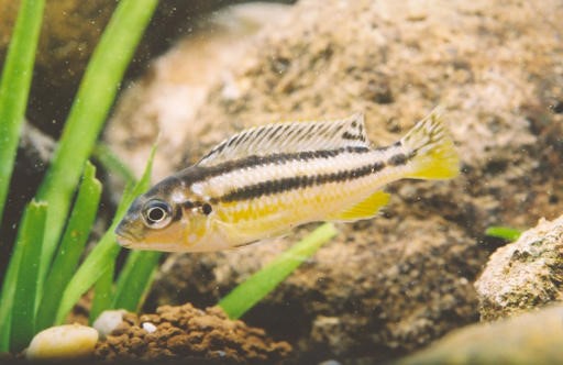 Malawi Golden Cichlid