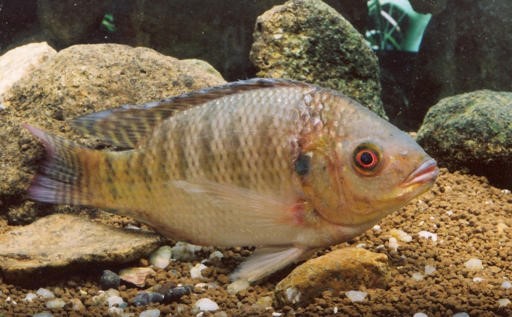 Nile Tilapia