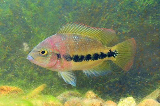 Redhead Cichlid