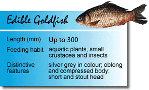 Edible Goldfish.