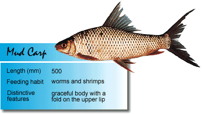 Mud Carp.