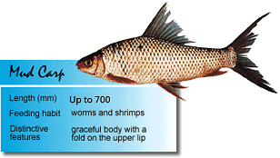 Mud Carp.