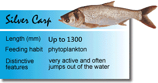 Silver Carp.