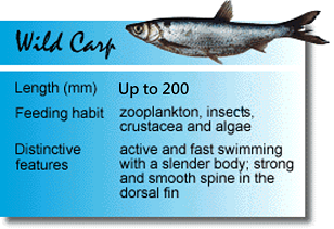 Wild Carp.