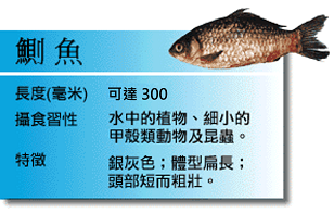 鰂魚