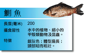 鰂魚