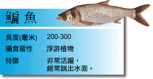 鯿魚