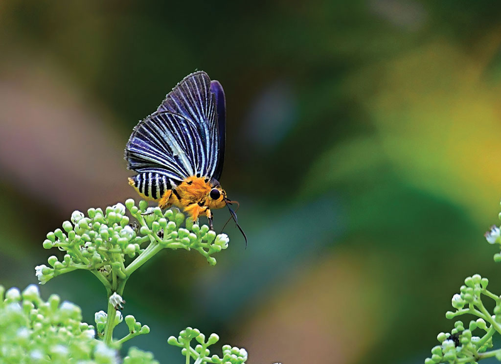 白傘弄蝶可以在夏季見到，牠們多在清晨和傍晚出沒。